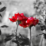 今話題の「Bibiy(ビビィ)」とは？デザイナーや店舗情報まで、その魅力をご紹介します！